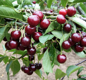 Višeň pozdní - kyselka 'Morellenfeuer' - Prunus cerasus 'Morellenfeuer'