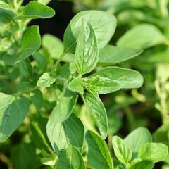 Oregano (Dobromysl) obecné 'Zorba White' - Origanum vulgare 'Zorba White'