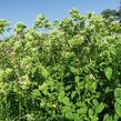 Oregano (Dobromysl) obecné 'Zorba White' - Origanum vulgare 'Zorba White'