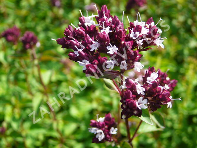 Oregano (Dobromysl) obecné 'Zorba Red' - Origanum vulgare 'Zorba Red'