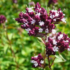 Oregano (Dobromysl) obecné 'Zorba Red' - Origanum vulgare 'Zorba Red'