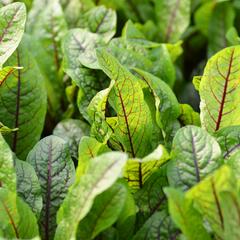 Šťovík krvavý 'Red Stripe' - Rumex sanguinea 'Red Stripe'