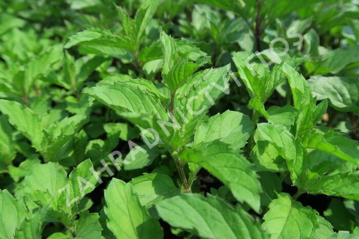 Máta klasnatá 'Yakima' - Mentha spicata 'Yakima'