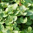 Máta peprná 'Multimentha' - Mentha piperita 'Multimentha'