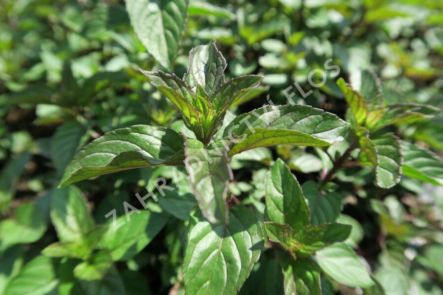 Máta peprná 'Chocolate' - Mentha piperita 'Chocolate'