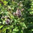 Máta peprná 'Chocolate' - Mentha piperita 'Chocolate'