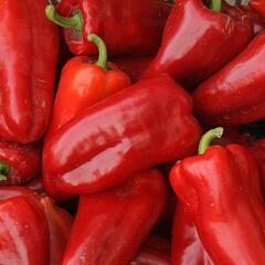 Paprika polní 'Rubinova' - Capsicum annuum 'Rubinova'