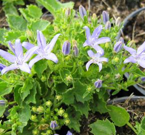 Zvonek okénkovitý - Campanula fenestrellata