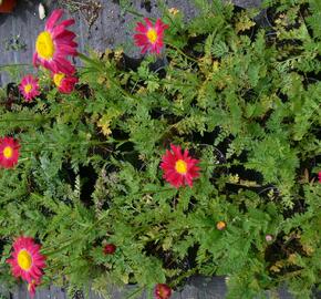 Kopretina šarlatová 'Robinson Red' - Chrysanthemum coccineum 'Robinson Red'