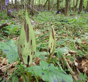 Áron plamatý - Arum maculatum