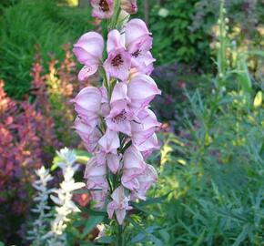 Oměj horský 'Rubellum' - Aconitum napellus 'Rubellum'