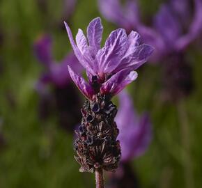 Levandule korunkatá 'Purple' - Lavandula stoechas 'Purple'