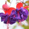 fuchsie Dark Eyes - Fuchsia Dark Eyes