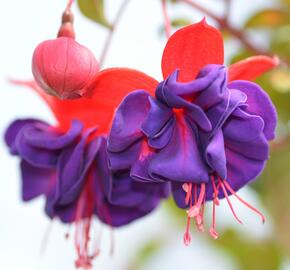 Fuchsie, čílko 'Dark Eyes' - Fuchsia hybrida 'Dark Eyes'