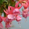 fuchsie hybrid Pink Galore - Fuchsia hybrida Pink Galore