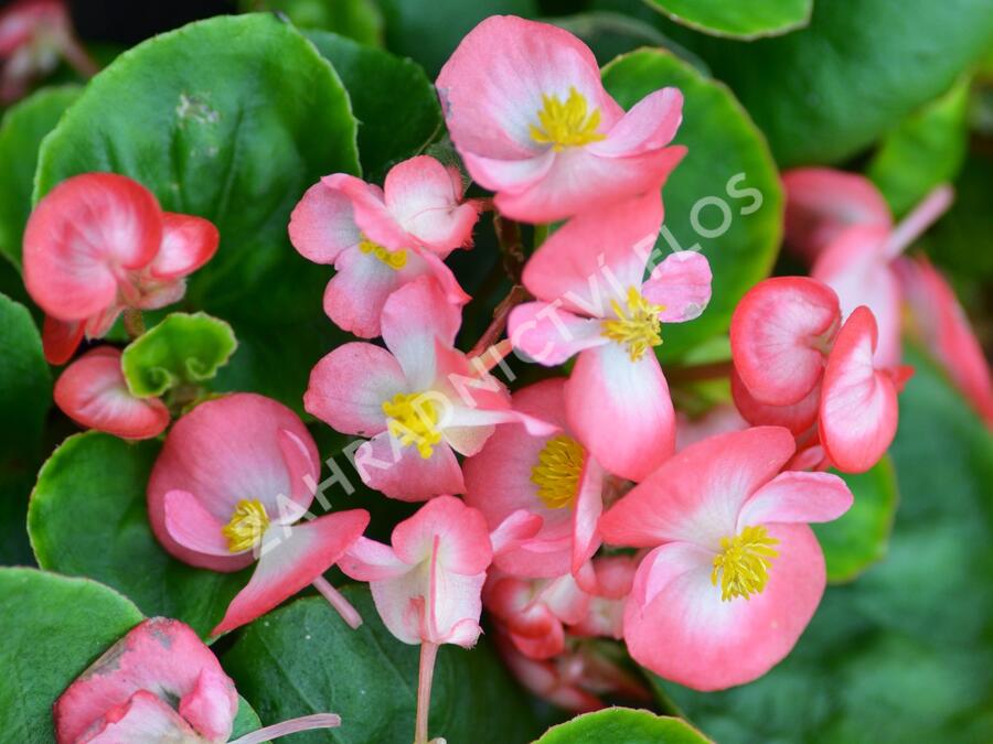 Begónie stálokvětá, ledovka, voskovka 'Brasil Rose Blush' - Begonia semperflorens 'Brasil Rose Blush'