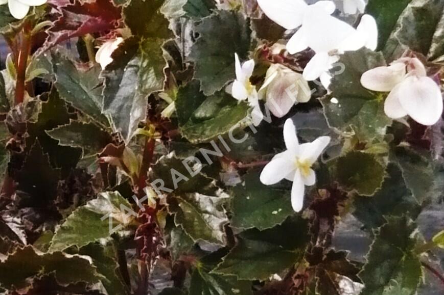 Begónie 'Maribel' - Begonia obliqua 'Maribel'