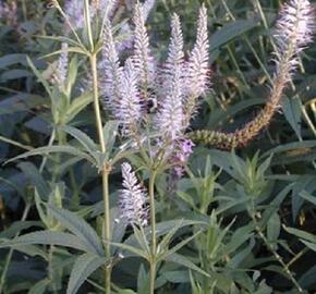 Rozrazilovec viržinský 'Roseum' - Veronicastrum virginicum 'Roseum'