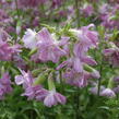 Mydlice lékařská 'Plena' - Saponaria officinalis 'Plena'