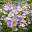 Hvězdnice tongolská 'Wartburgstern' - Aster tongolensis 'Wartburgstern'