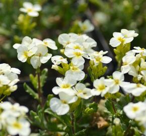 Huseník kavkazský 'Pixie Creame' - Arabis caucasica 'Pixie Creame'