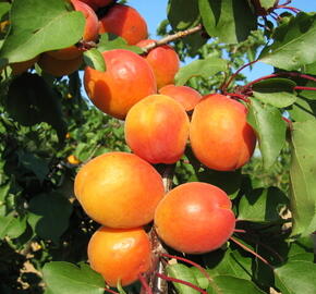 Meruňka raná 'Harcot' - Prunus armeniaca 'Harcot'