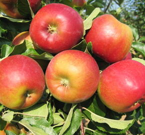 Jabloň letní 'Mio' - Malus domestica 'Mio'