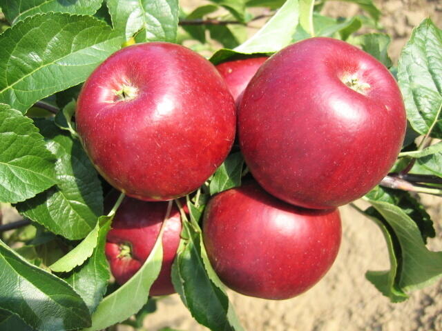 Jabloň letní 'Hana' - Malus domestica 'Hana'