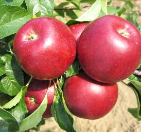 Jabloň letní 'Hana' - Malus domestica 'Hana'