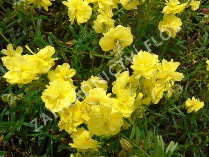 Devaterník 'Sulphureum Plenum' - Helianthemum 'Sulphureum Plenum'