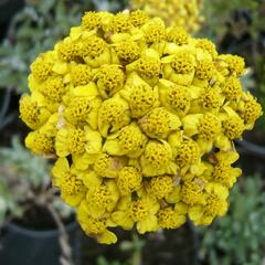 Řebříček plstnatý 'Aurea' - Achillea tomentosa 'Aurea'