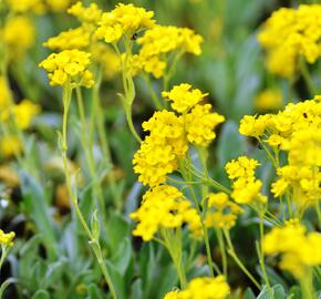 Tařice skalní 'Sulphureum' - Alyssum saxatile 'Sulphureum'