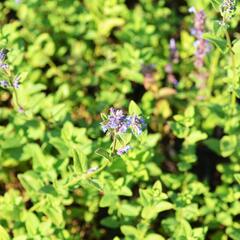 Šanta 'Zinser's Giant' - Nepeta grandiflora 'Zinser's Giant'