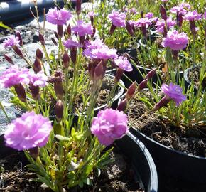 Hvozdík sivý 'Pink Jewel' - Dianthus gratianopolitanus 'Pink Jewel'