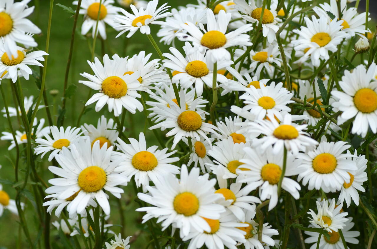 Kopretina bílá 'Maikönigin' - Leucanthemum vulgare 'Maikönigin' |  Zahradnictví FLOS