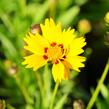 Krásnoočko velkokvěté 'Rising Sun' - Coreopsis grandiflora 'Rising Sun'