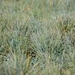 Kostřava popelavá 'Blauglut' - Festuca cinerea 'Blauglut'