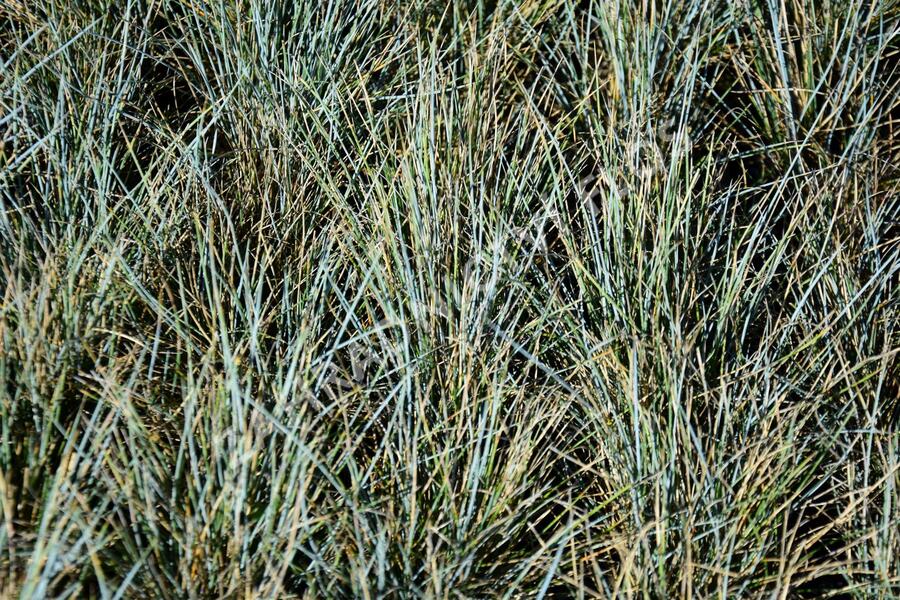 Kostřava popelavá 'Uchte' - Festuca cinerea 'Uchte'