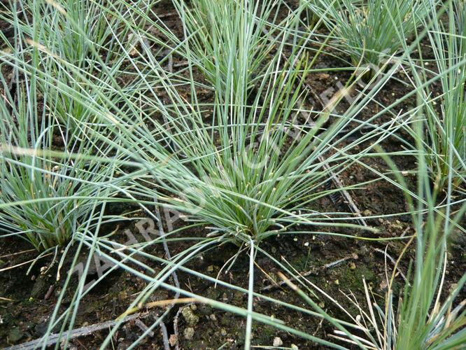 Kostřava popelavá 'Elijah Blue' - Festuca glauca 'Elijah Blue'