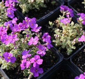 Tařička kosníkovitá 'Tauricola Silberrand' - Aubrieta deltoides 'Tauricola Silberrand'