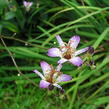 Liliovka, hadí lilie - Tricyrtis formosana