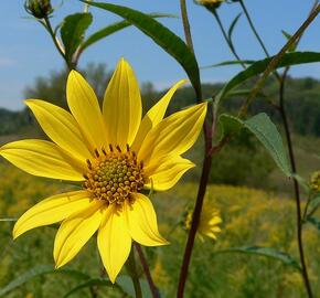 Slunečnice 'Giganteus' - Helianthus atrorubens 'Giganteus'