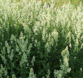 Šanta 'Isis' - Nepeta nuda 'Isis'