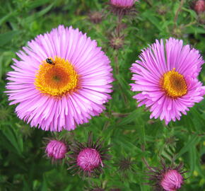 Hvězdnice novoanglická 'Barr's Pink' - Aster novae-angliae 'Barr's Pink'