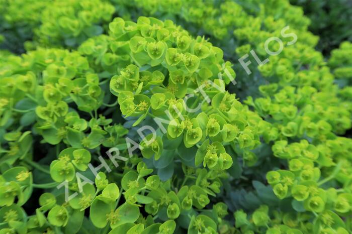 Pryšec myrtovitý - Euphorbia myrsinites