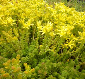 Rozchodník ostrý - Sedum acre