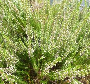 Vřes obecný 'Anette' - Calluna vulgaris 'Anette'