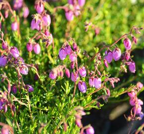 Dabécie kantabrijská, Irský vřes 'Globosa Pink' - Daboecia cantabrica 'Globosa Pink'