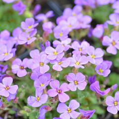 Tařička zahradní 'Hamburger Stadtpark' - Aubrieta hybrida 'Hamburger Stadtpark'