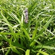 Liriope 'Ingwersen' - Liriope muscari 'Ingwersen'